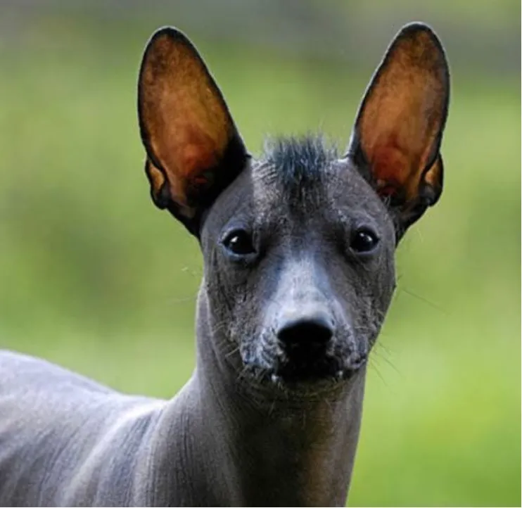 Mexican hairless classification result